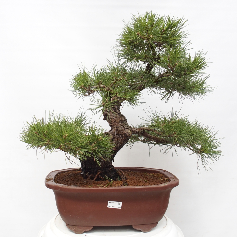Bonsai da esterno - Pinus thunbergii - Pino di Thunberg