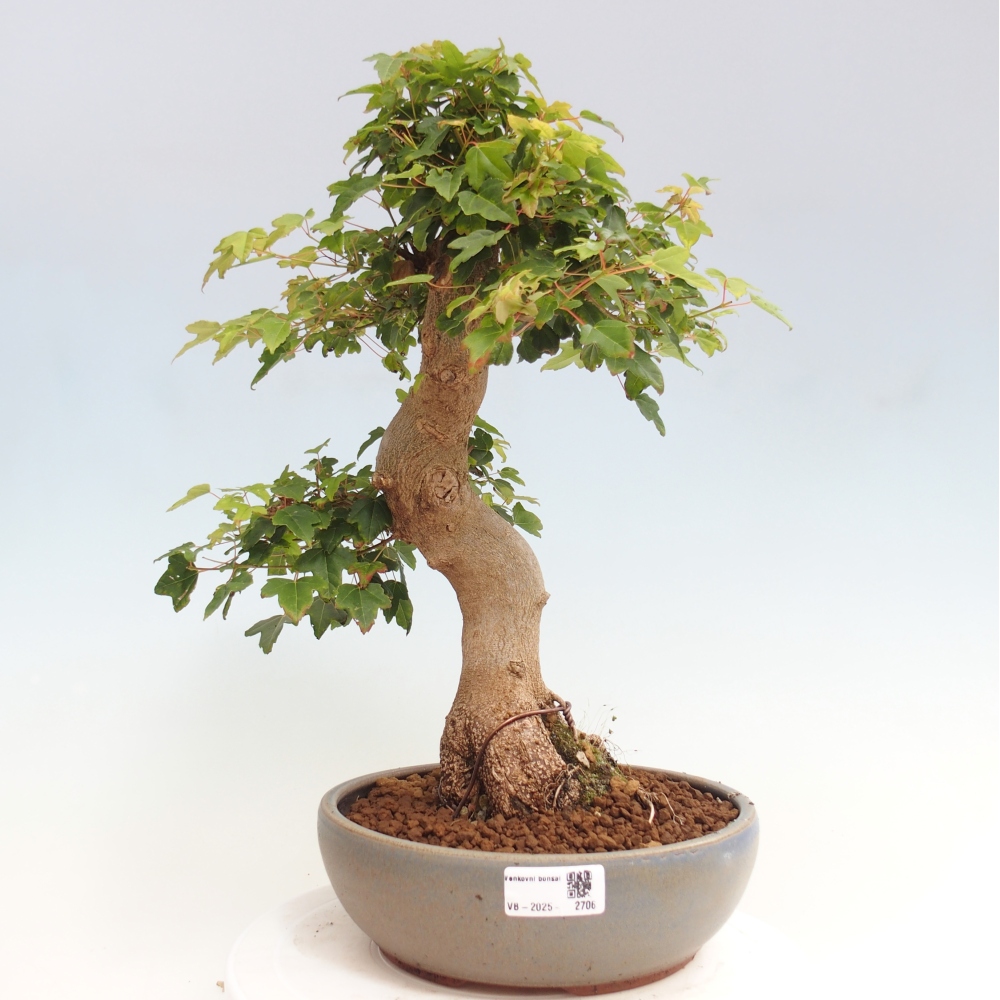 Bonsai da esterno - Acer Buergerianum - Acero di Burger