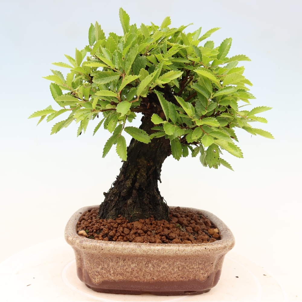 Bonsai da esterno - Zelkova - Zelkova NIRE