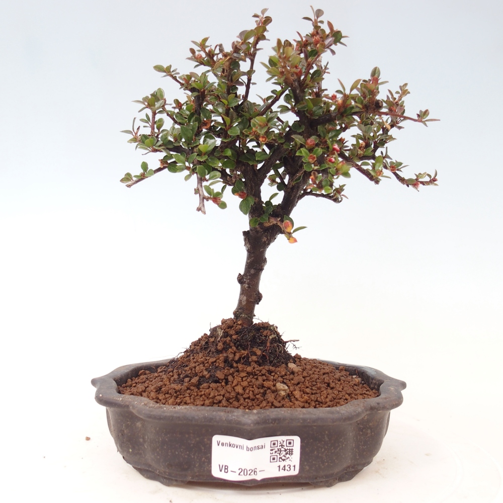 Bonsai da esterno - Cotoneaster horizontalis - Montagna rocciosa