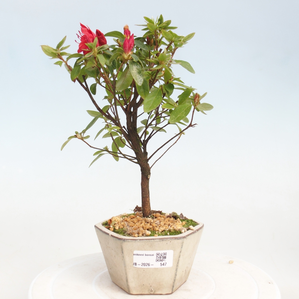 Bonsai da esterno - Azalea giapponese - Azalea sp.