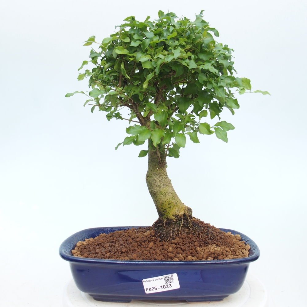Camera bonsai -Ligustrum chinensis - Becco d'uccello