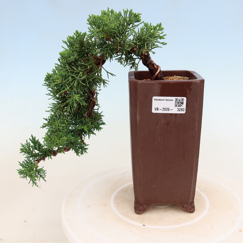 Bonsai da esterno - Juniperus chinensis Kishu