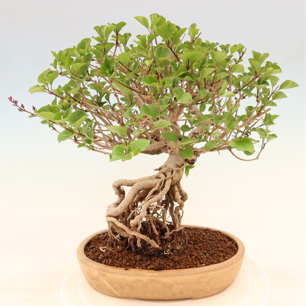 Bonsai da esterno - Syringa microphylla - lillà a fiore piccolo