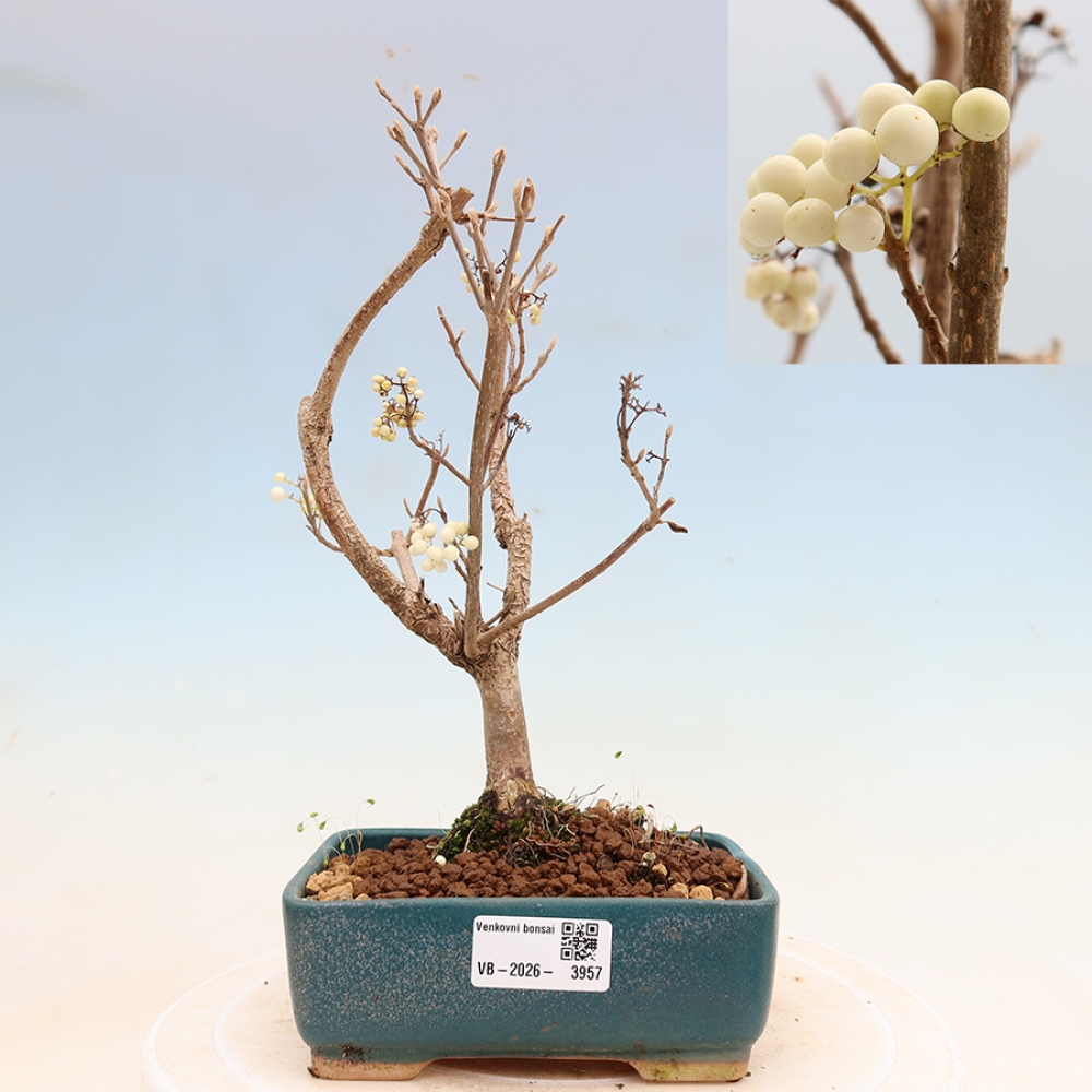 Bonsai da esterno - Callicarpa bodinieri Snowqueen - Callicarpa