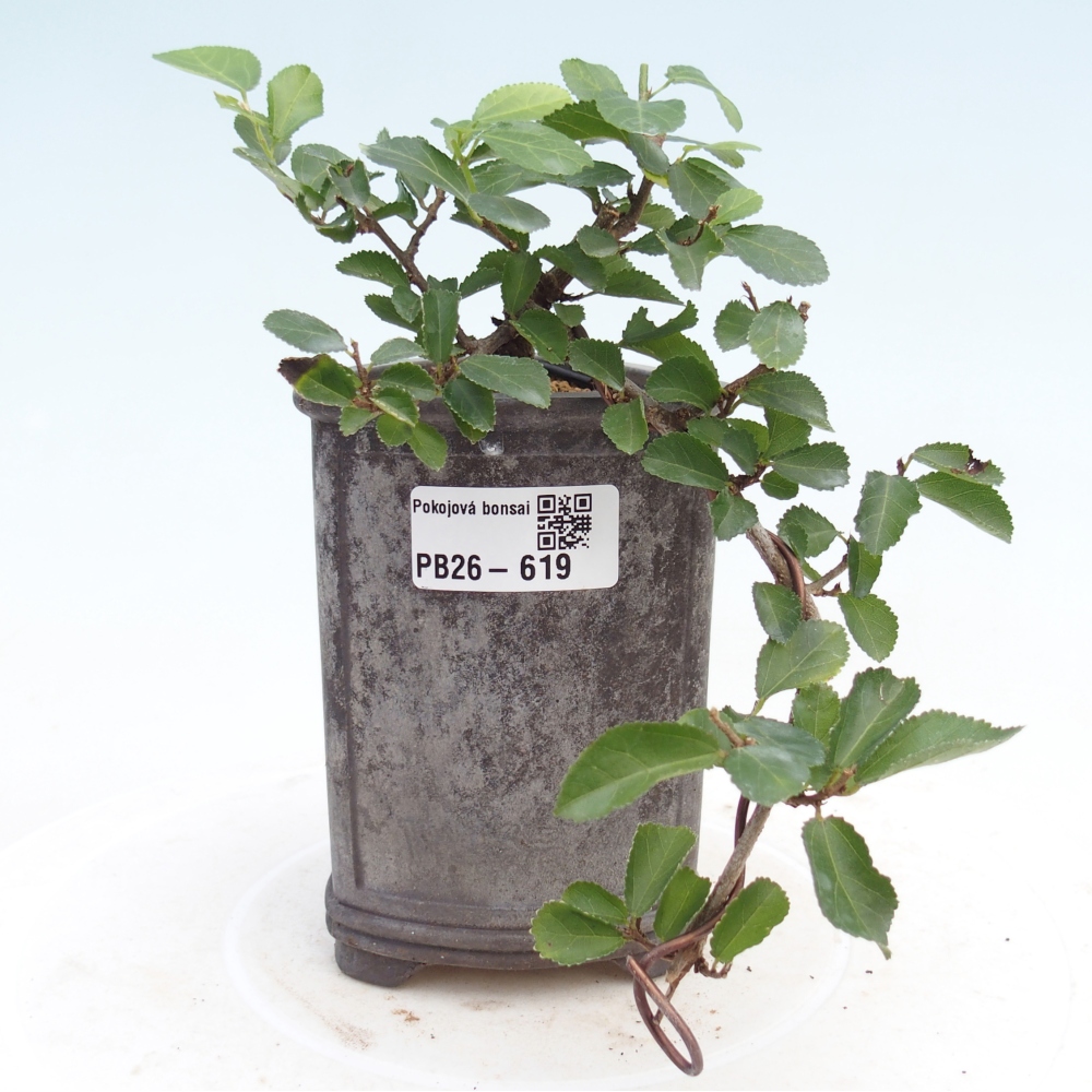 Bonsai da interno - Grewia occidentalis - Stella marina della lavanda