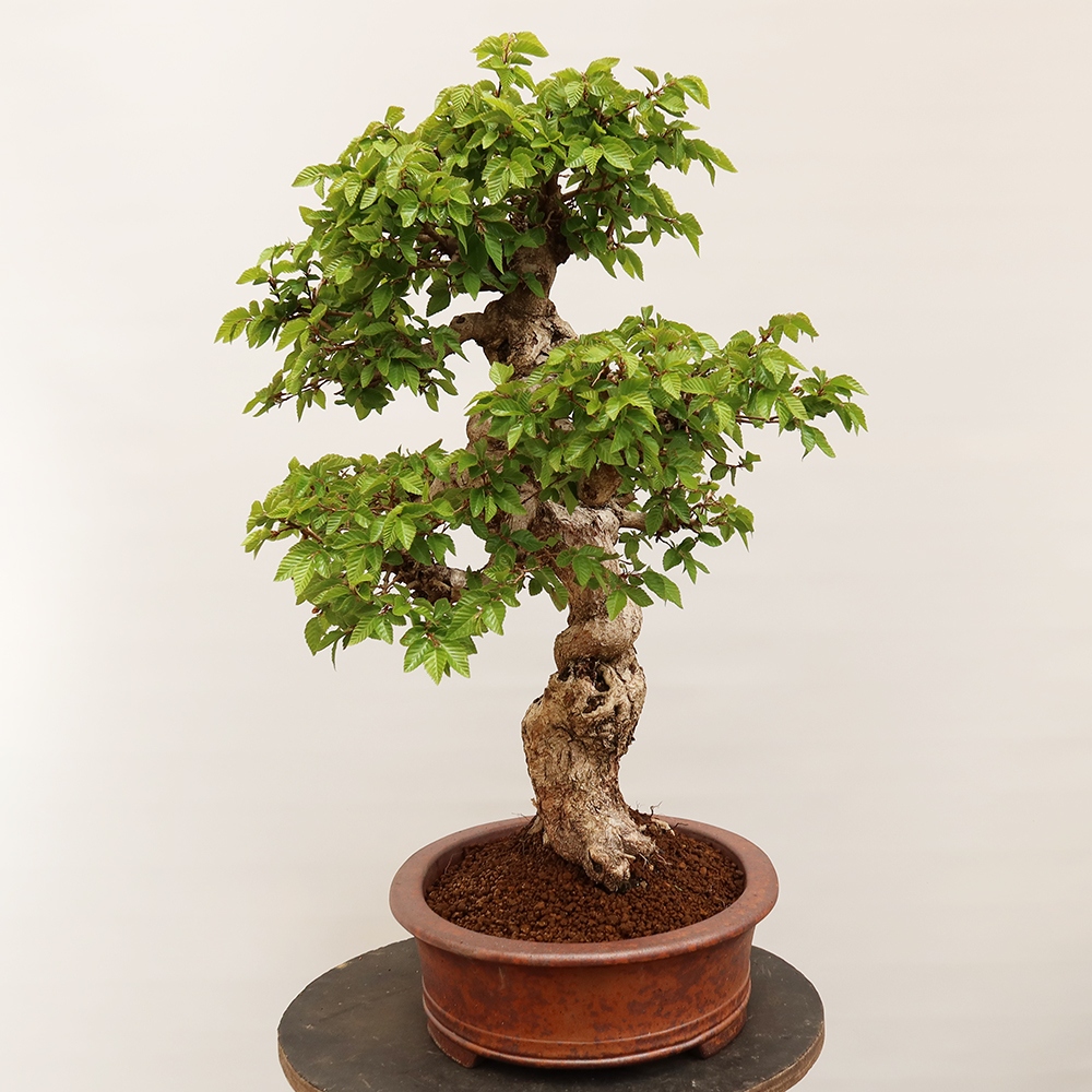 Bonsai da esterno -Carpinus Coreana - Carpino coreano
