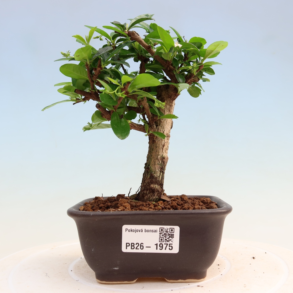 Camera bonsai - Carmona macrophylla - Tea fuki