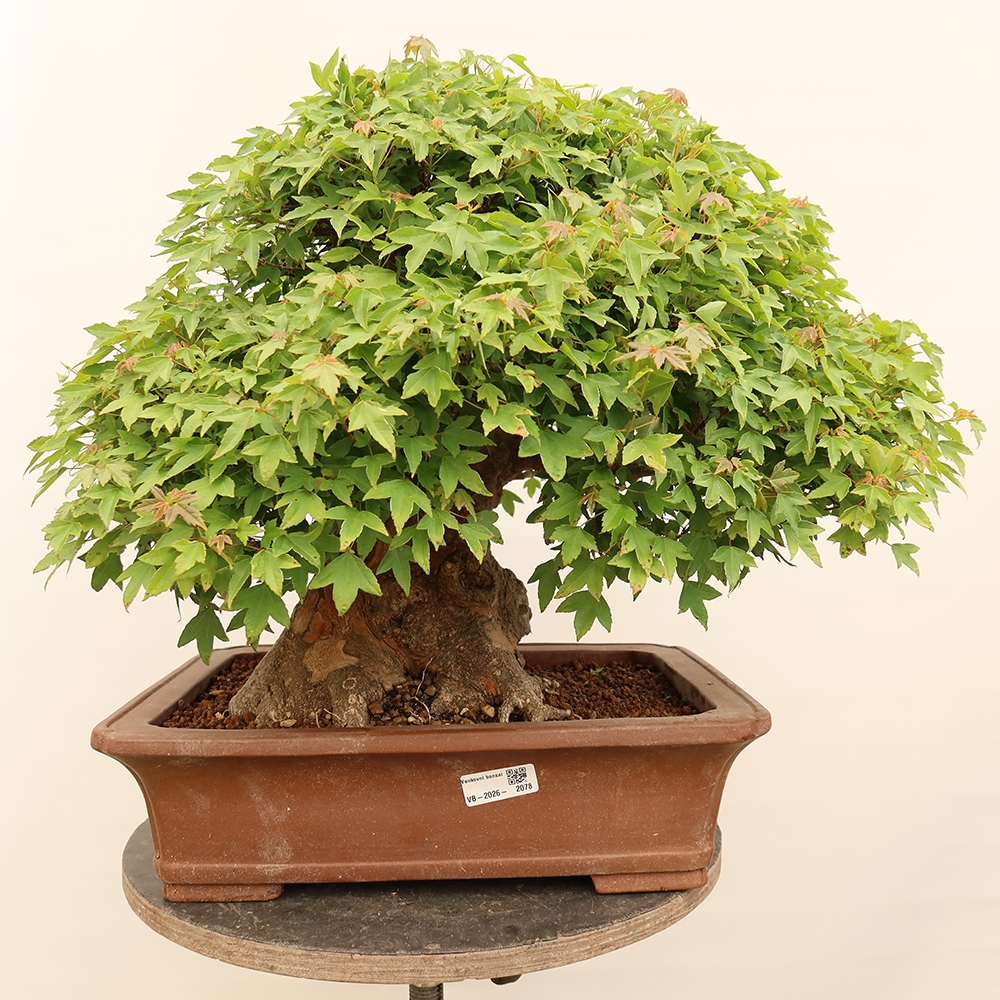 Bonsai da esterno - Acero Burger - Acer Burgerianum