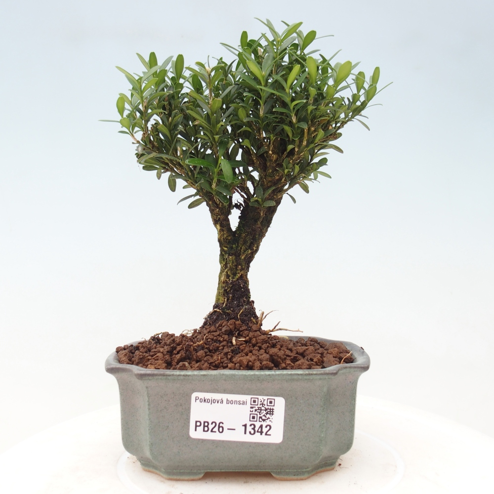 Camera bonsai - Buxus harlandii - buxus da sughero