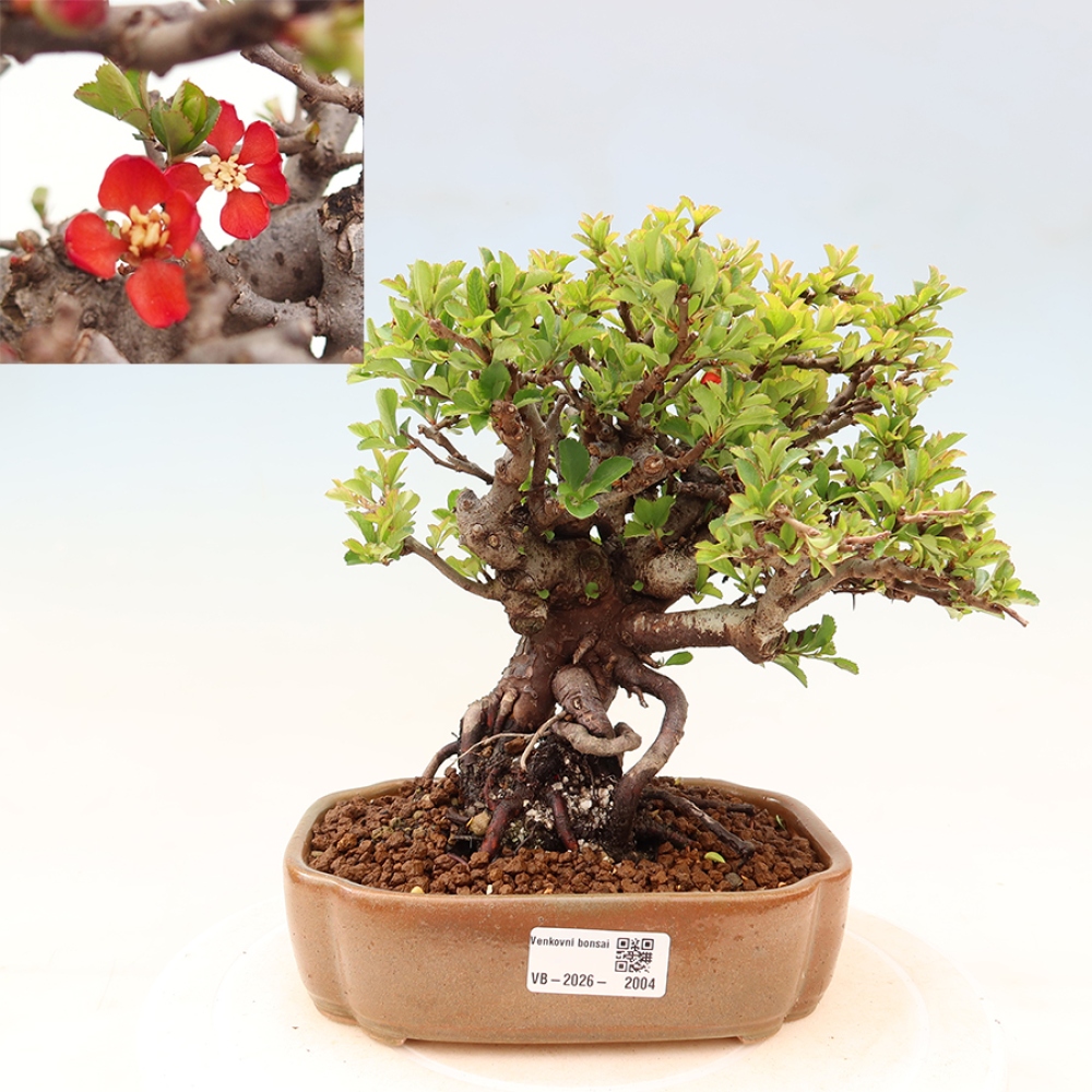 Bonsai da esterno - Chaneomeles speciosa Chojubai