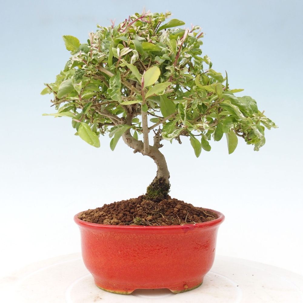Bonsai da esterno - Ligustrum obtusifolium