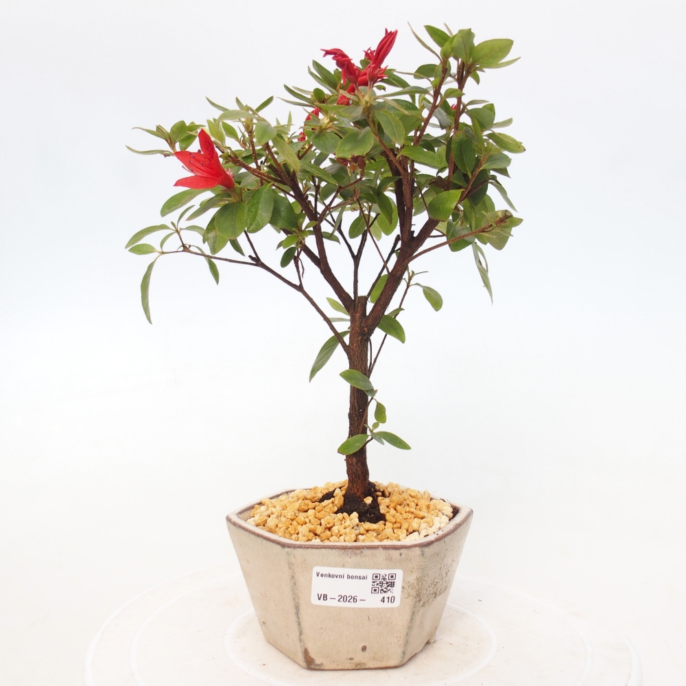 Bonsai da esterno - Azalea giapponese - Azalea sp.