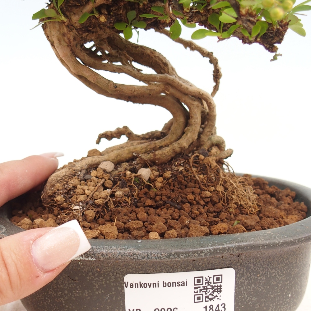 Bonsai da esterno - Berberis coreana