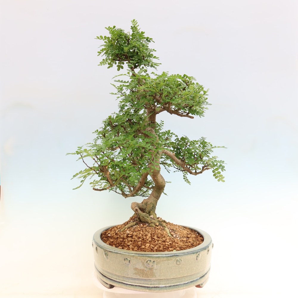Camera bonsai - Zantoxylum piperitum - albero del pepe