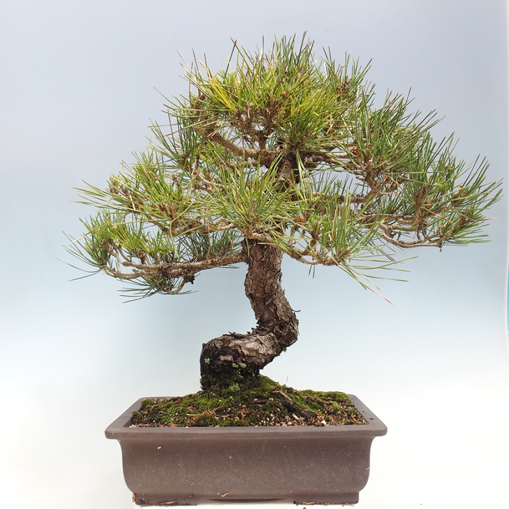 Bonsai da esterno - Pinus thunbergii - Pino di Thunberg