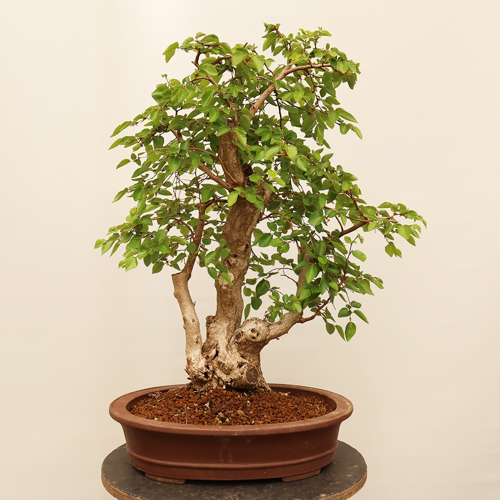 Bonsai da esterno -Carpinus Coreana - Carpino coreano