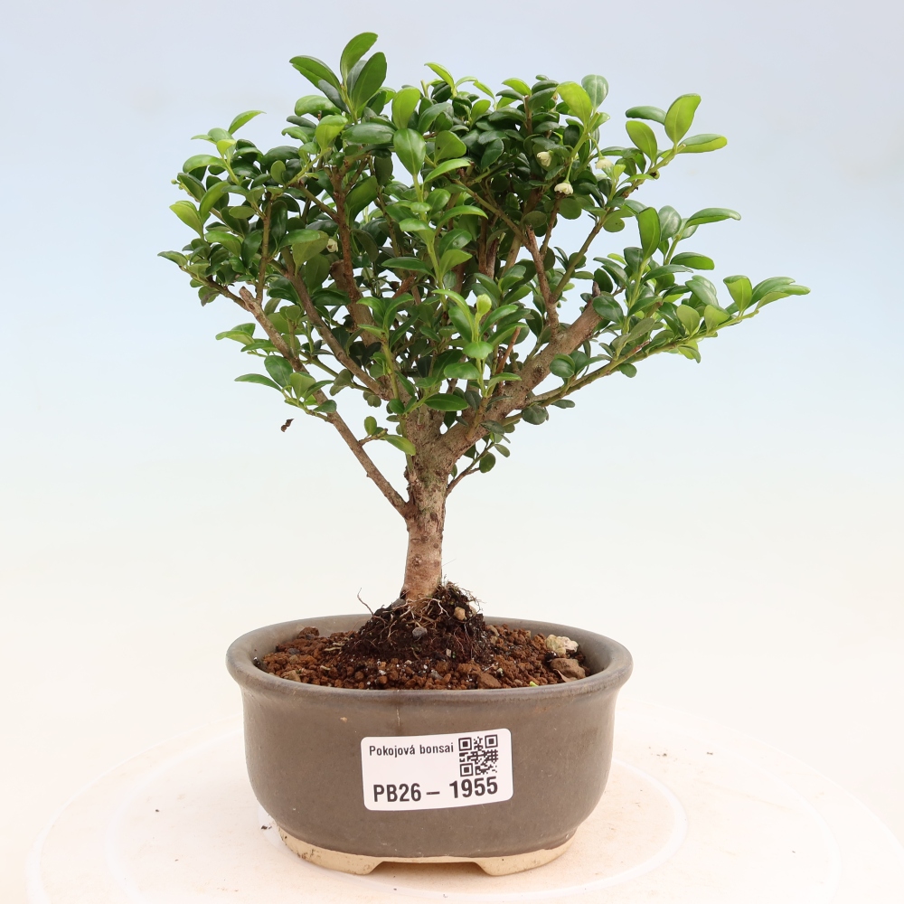 Camera bonsai - Ilex crenata - Agrifoglio