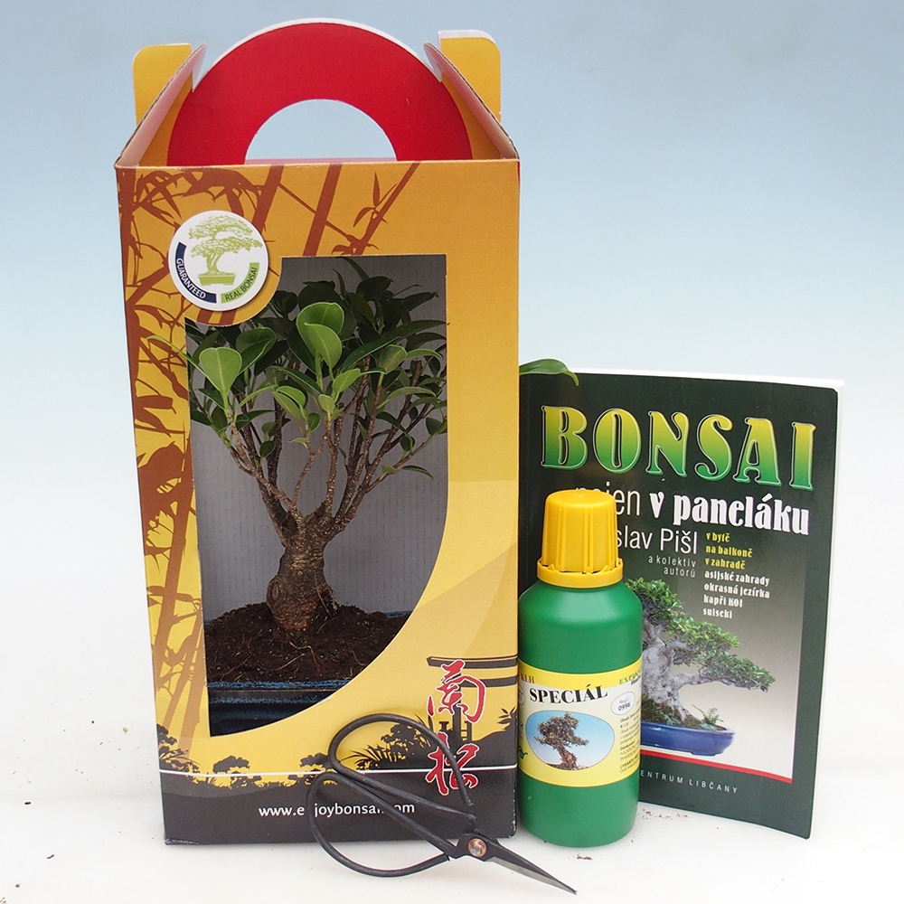 Bonsai da camera in confezione regalo Ficus retusa - Ficus a foglie piccole