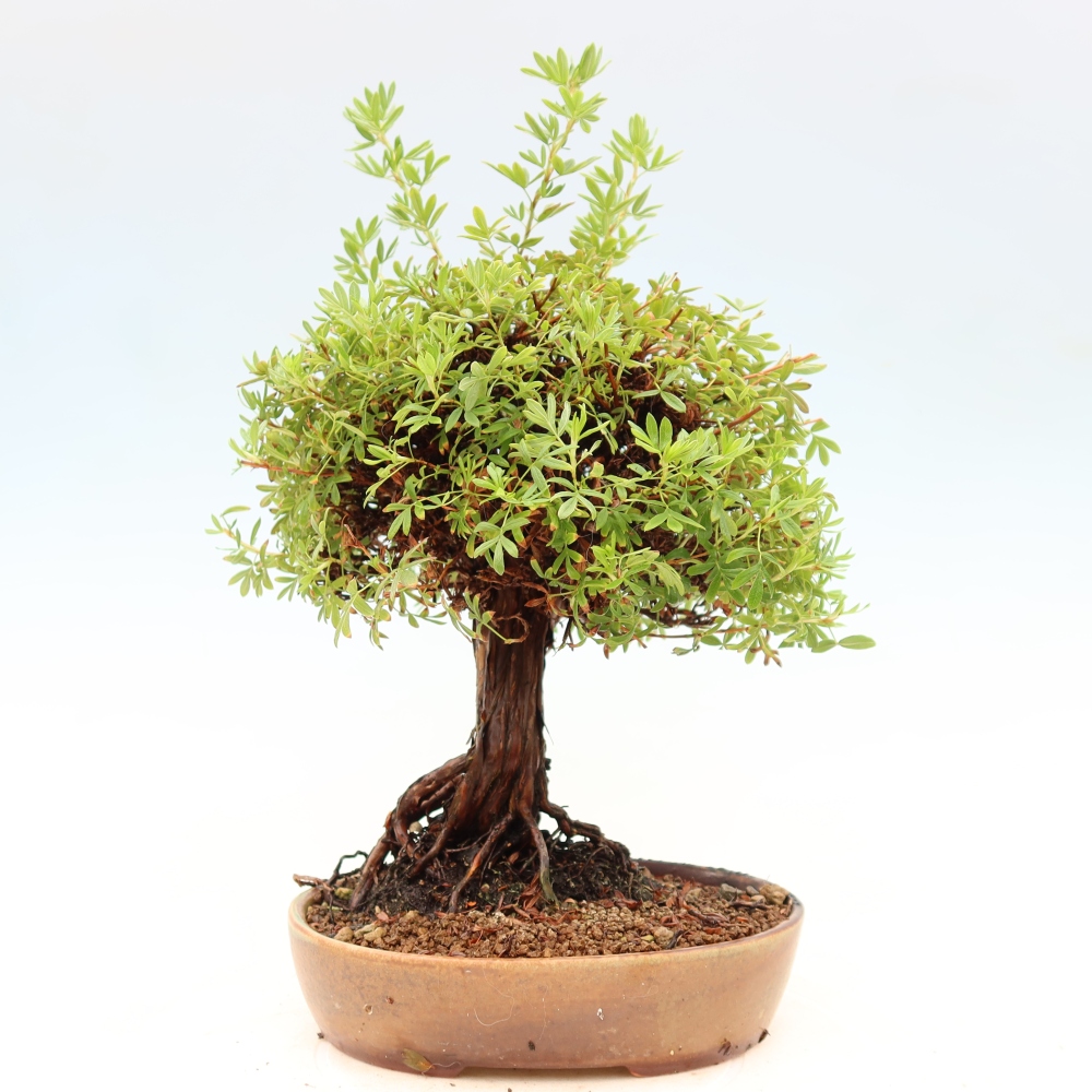 Bonsai da esterno - Potentila fruticosa