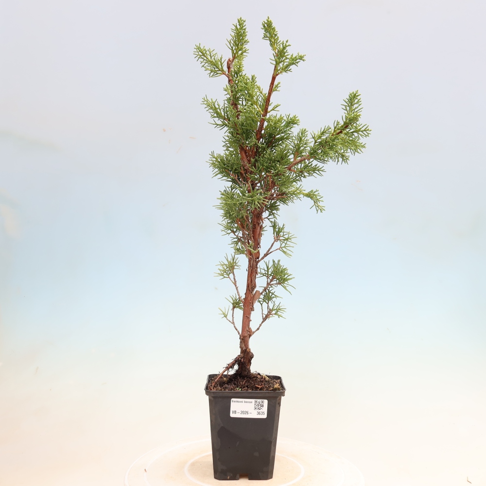 Bonsai da esterno - Juniperus chinensis Kishu