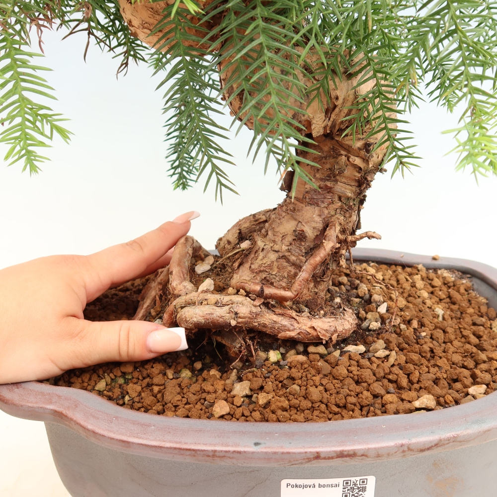 Bonsai da camera - Araucaria - Abete da camera