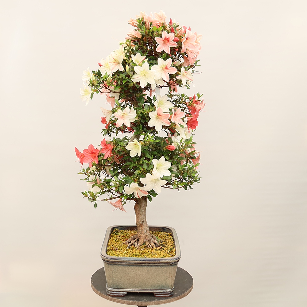 Bonsai da esterno - Azalea giapponese - Azalea Saishun