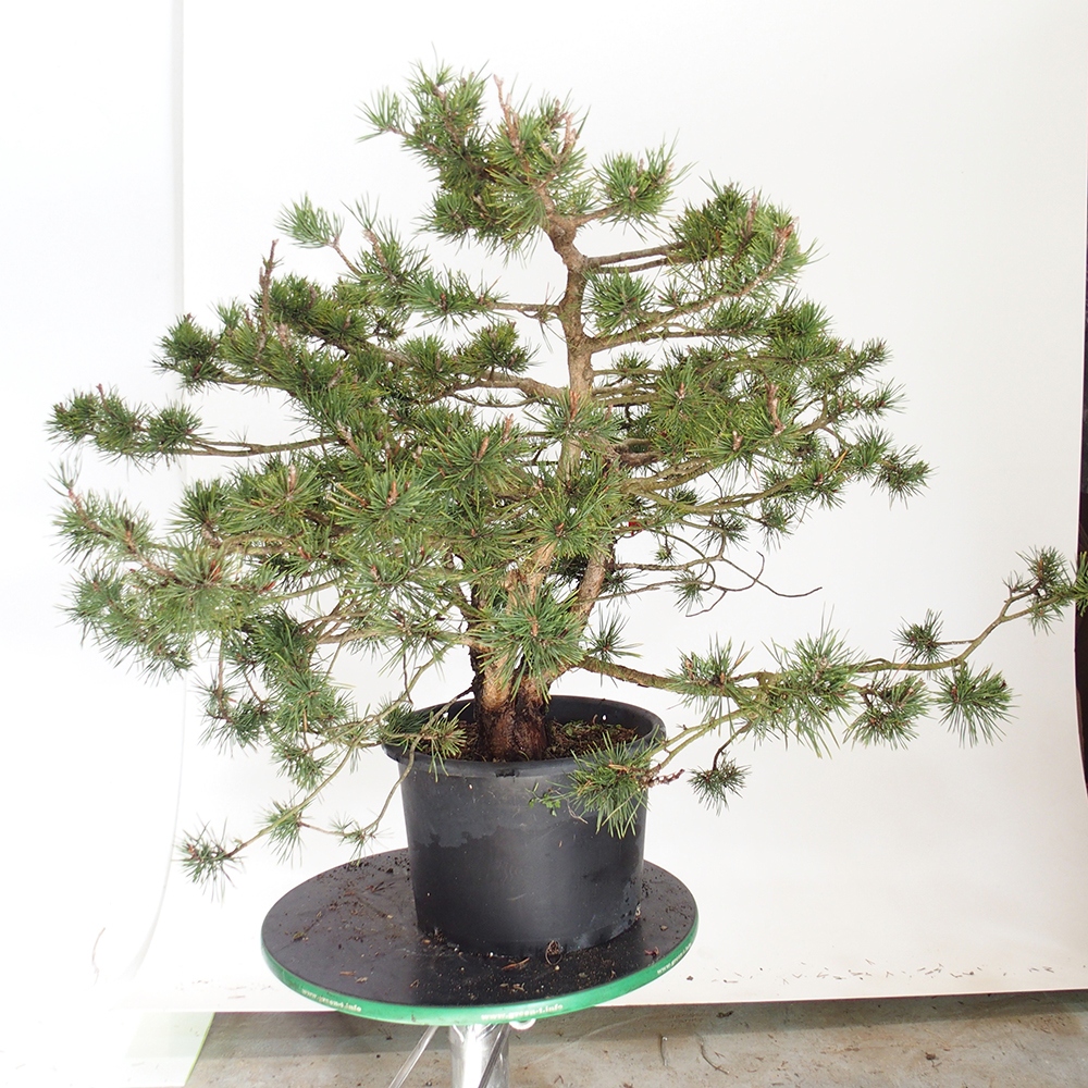 Yamadori - Pinus sylvestris Spagna