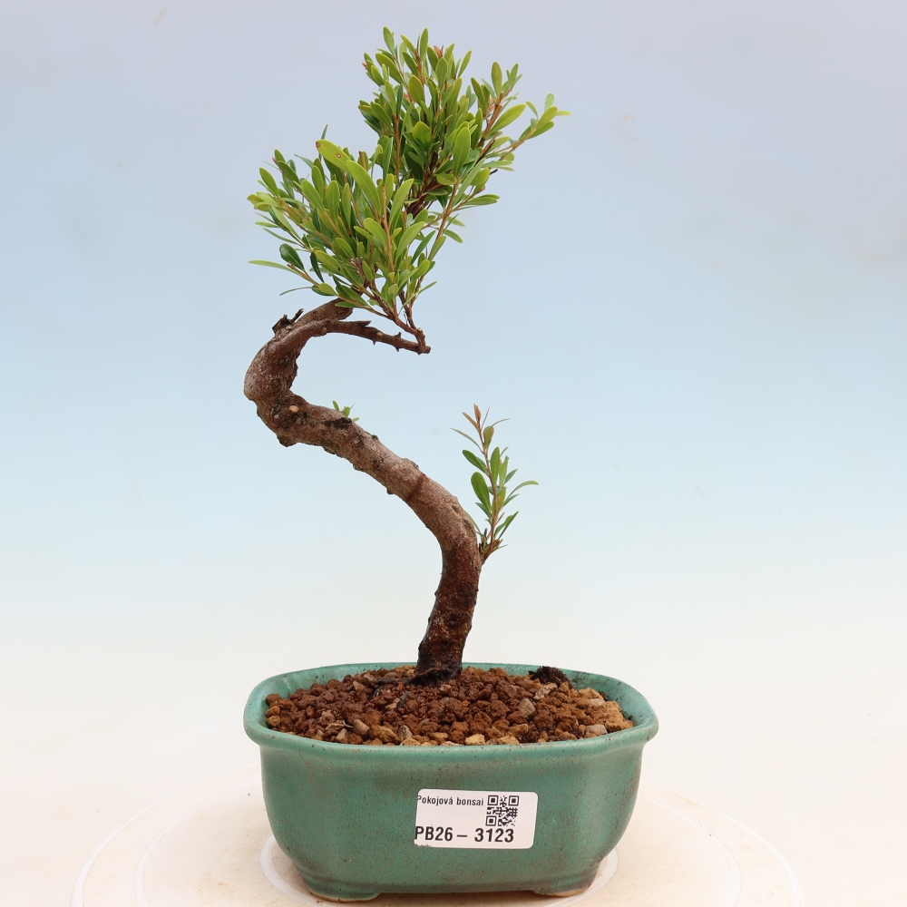 Camera bonsai - Syzygium - Pimento