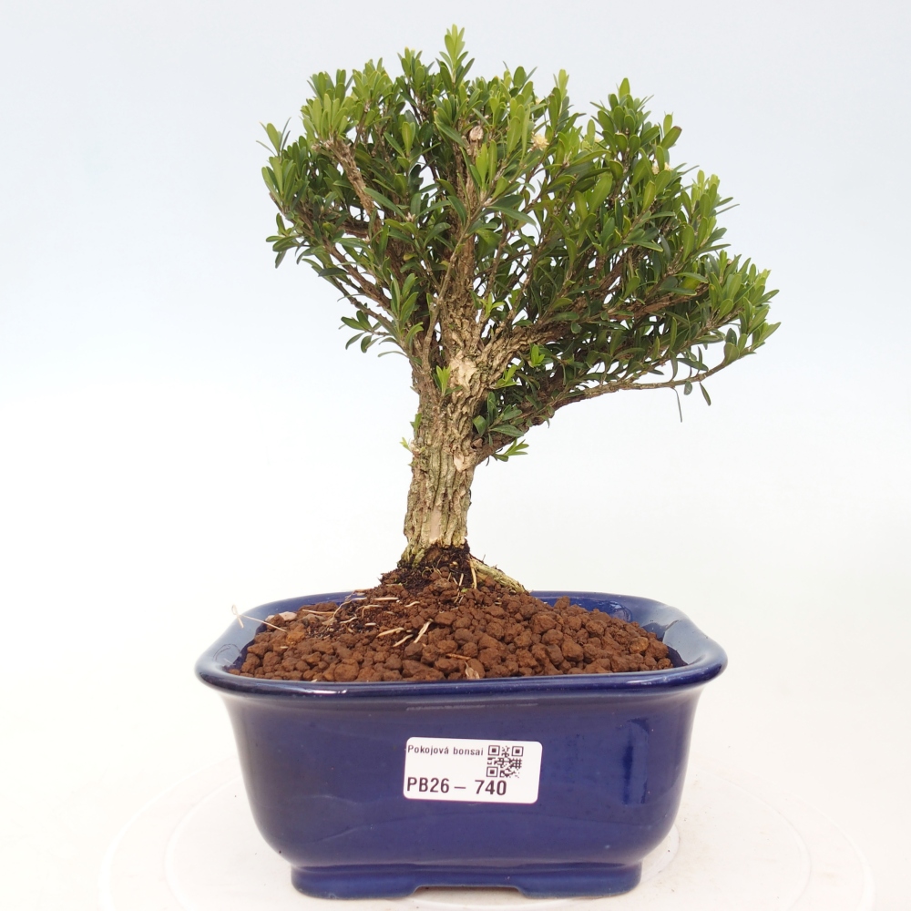 Camera bonsai - Buxus harlandii - buxus da sughero