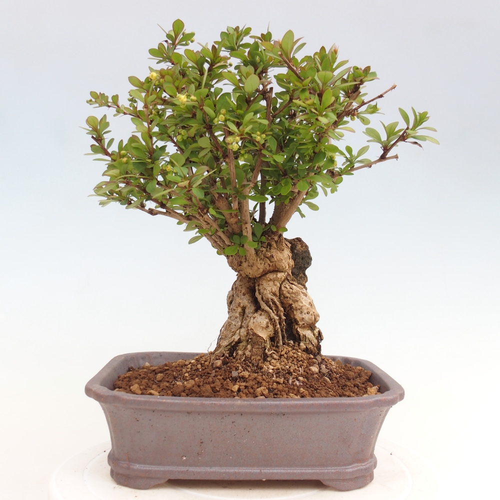 Bonsai da esterno - Berberis coreana