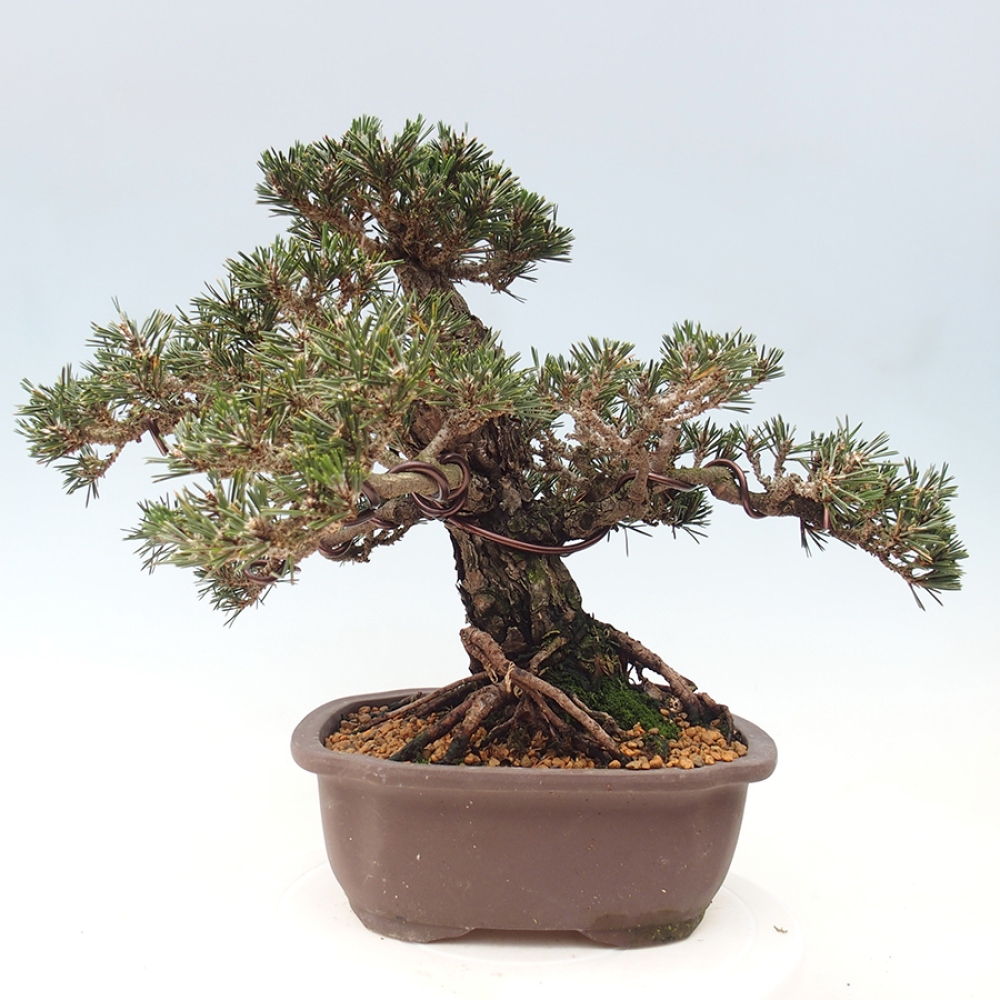 Bonsai da esterno - Pinus thunbergii Kotobuki - Pino di Thunberg