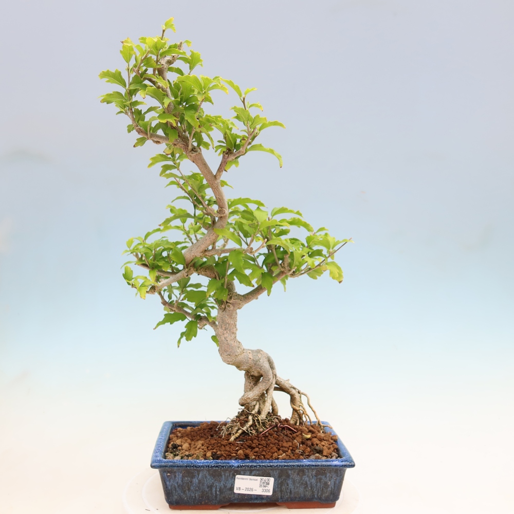 Bonsai da esterno - Hibiscus syriacus - Ibisco siriano