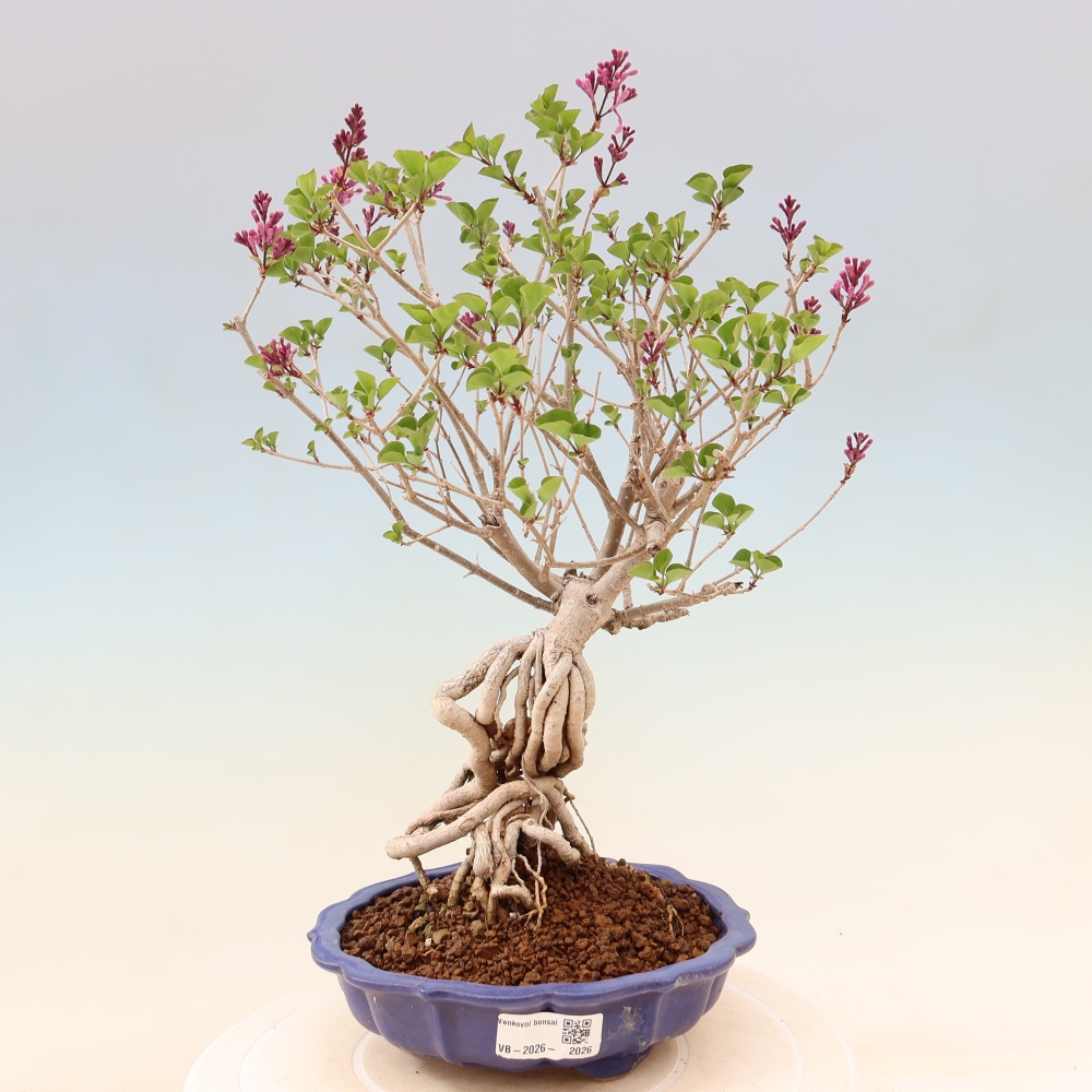 Bonsai da esterno - Syringa microphylla - lillà a fiore piccolo