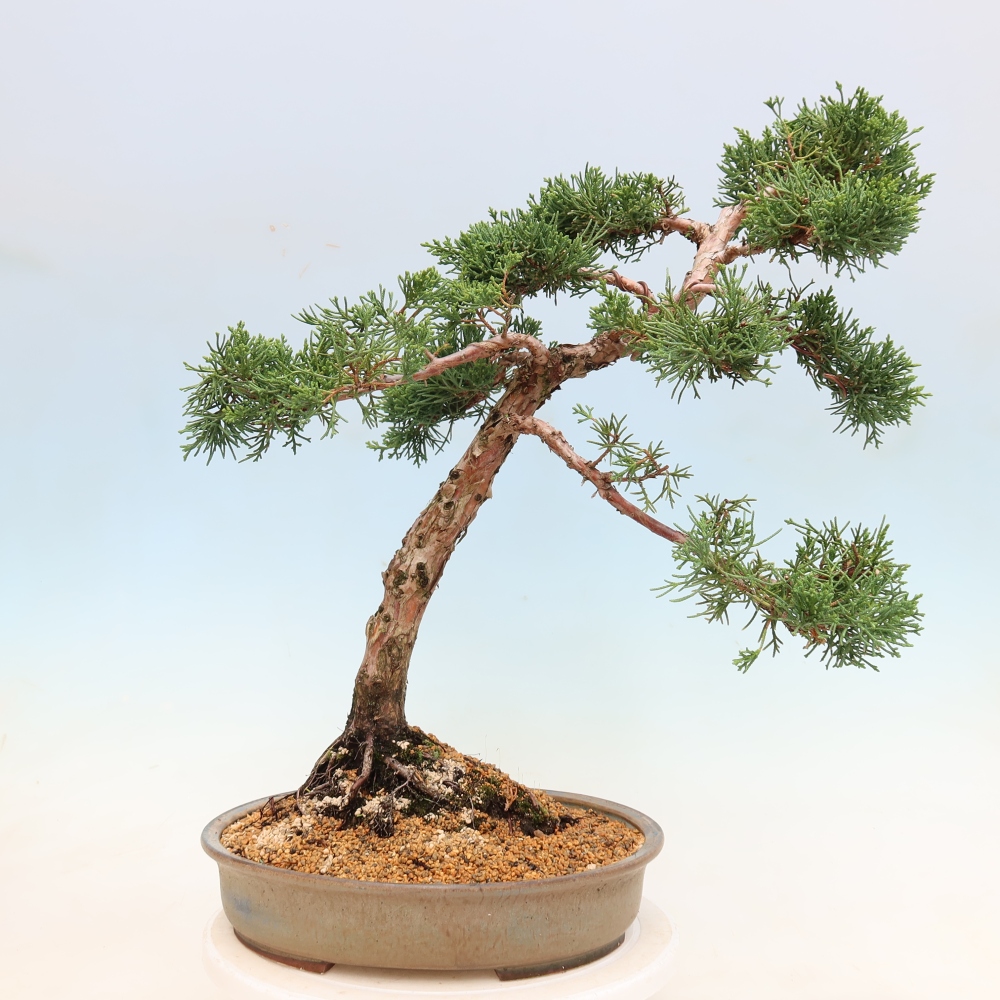 Bonsai da esterno - Juniperus chinensis Kishu