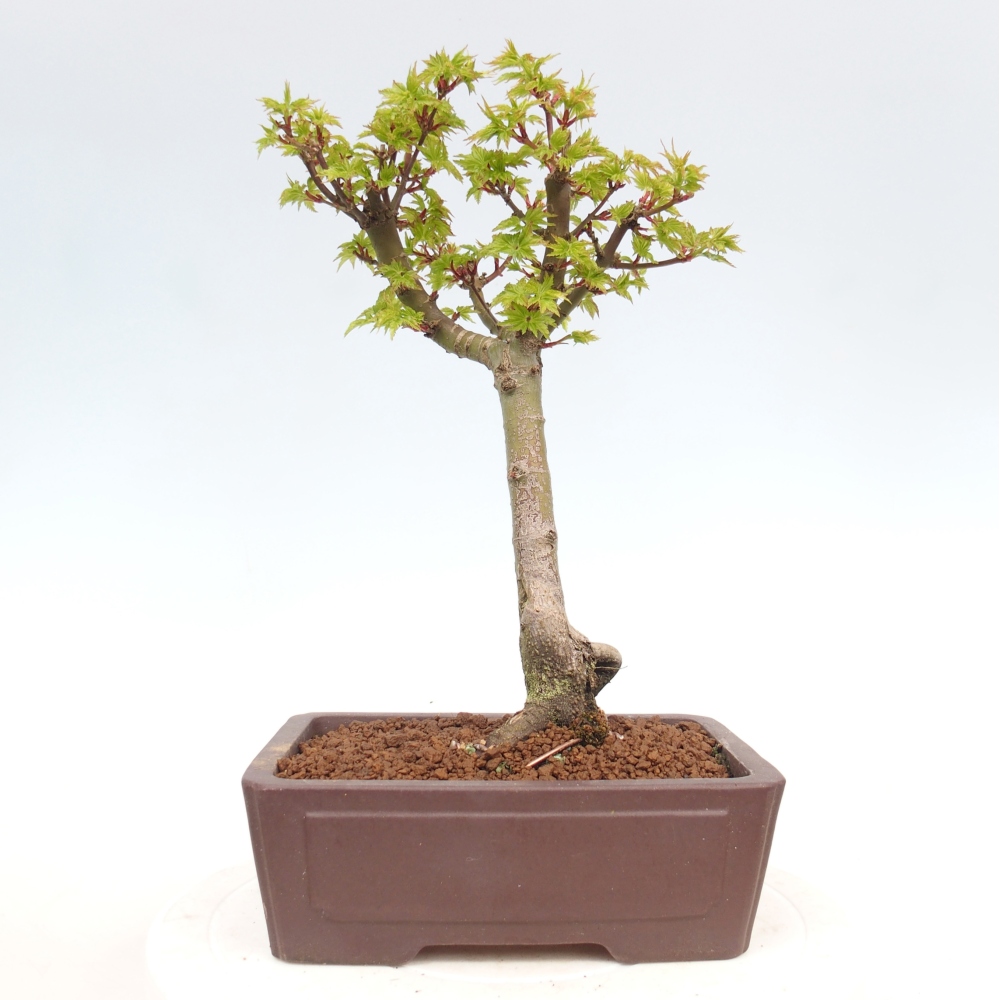 Bonsai da esterno -Palma di Giava Acer palmatum Shishigashira