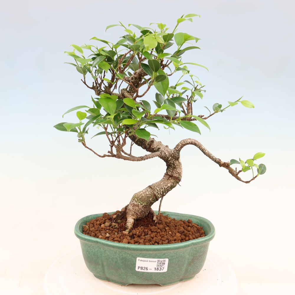 Camera bonsai - Ficus retusa - ficus a foglie piccole