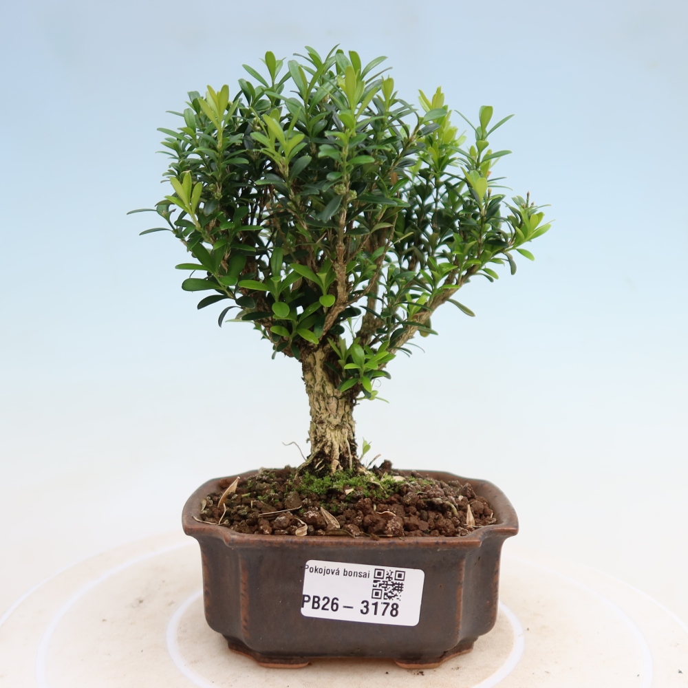 Camera bonsai - Buxus harlandii - buxus da sughero