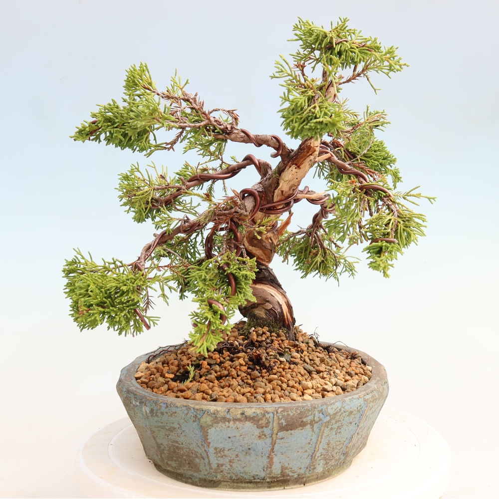 Bonsai da esterno - Juniperus chinensis Itoigawa-Juniperus chinensis