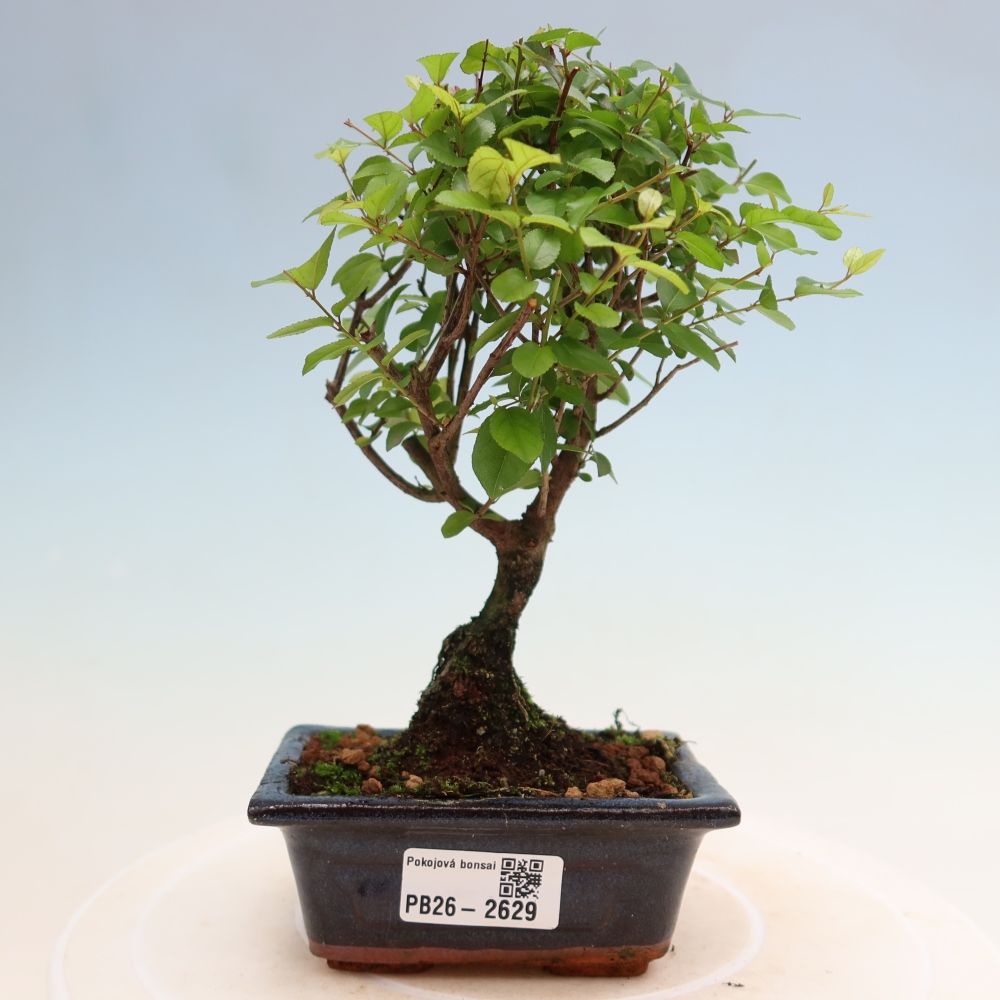 Camera bonsai - Sageretia thea - Sageretia thea