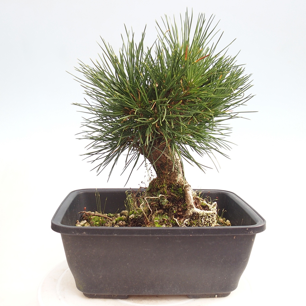 Bonsai da esterno - Pinus thunbergii - Pino di Thunberg