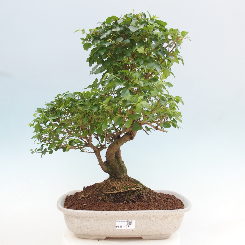 Camera bonsai -Ligustrum chinensis - Becco d'uccello