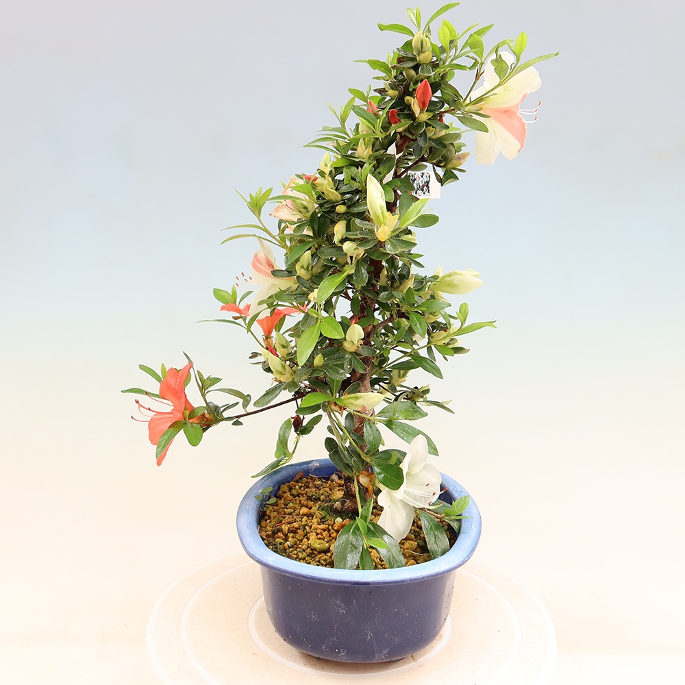 Bonsai da esterno - Azalea giapponese - Azalea Asahi-no-izumi