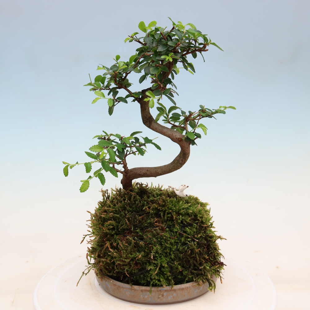 Kokedama con sottovaso - Ulmus parvifolia - olmo a foglia piccola