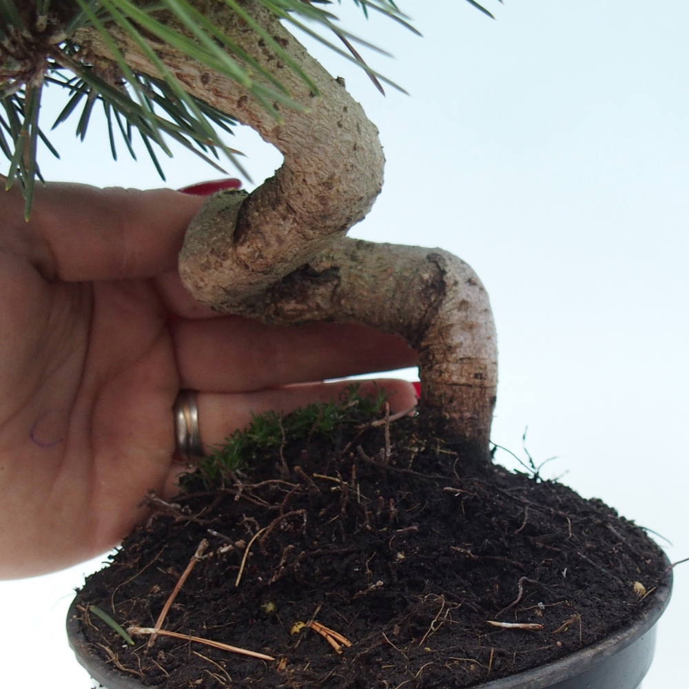 Bonsai da esterno - Pinus thunbergii senjyumaru - Pino di Thunberg
