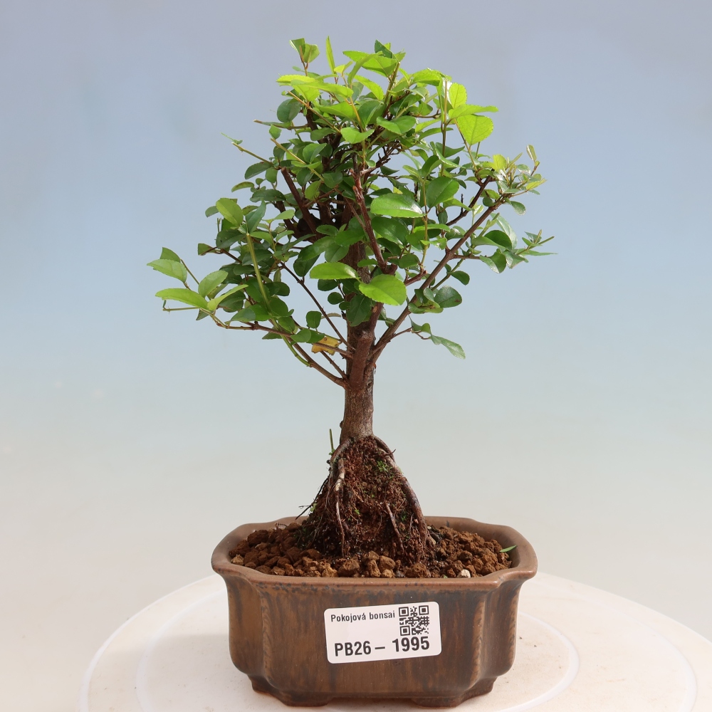 Camera bonsai - Sageretia thea - Sageretia thea