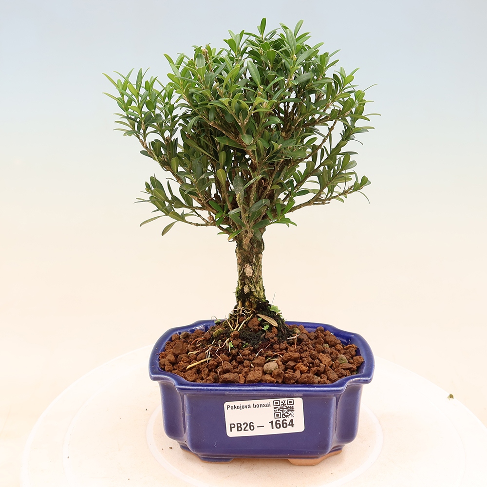 Camera bonsai - Buxus harlandii - buxus da sughero