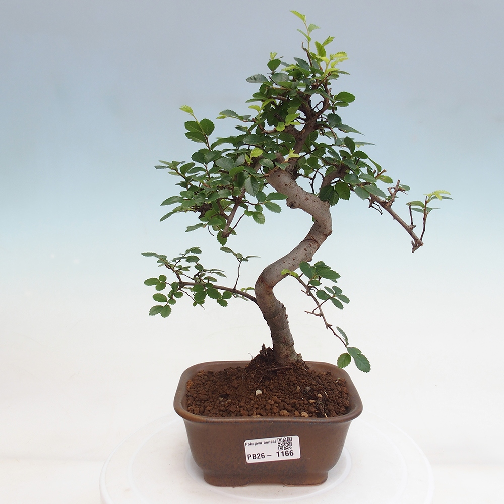 Camera bonsai - Ulmus parvifolia - Olmo a foglie piccole
