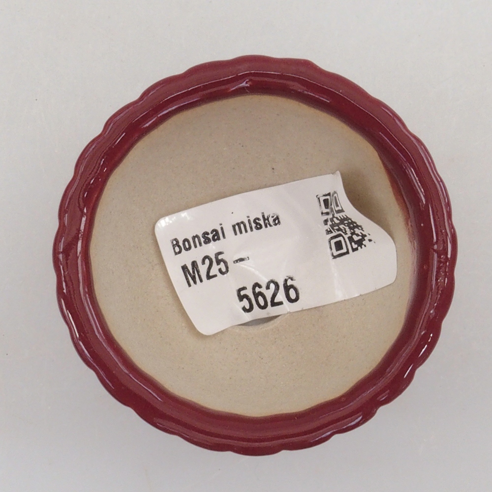 Mini bonsai 5 x 5 x 2,5 cm, colore bordeaux