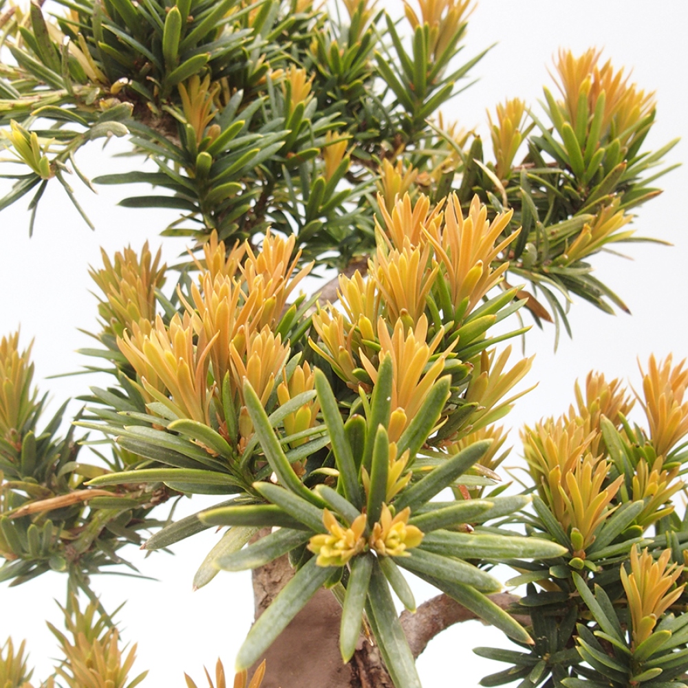 Bonsai da esterno - Taxus cuspidata - Tasso giapponese